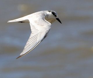 Whiskered Tern  Paul Killick