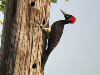 White-bellied Woodpecker © Stijn De Win