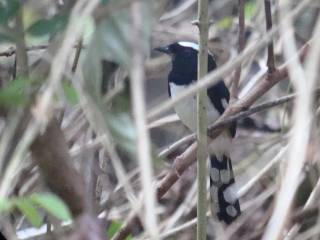 White-browed Shama  Stijn De Win