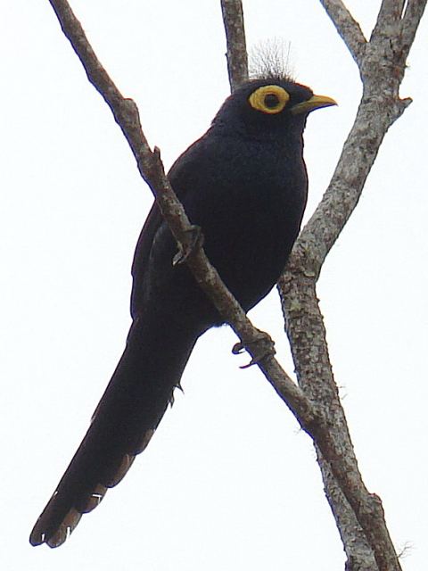 Apo Myna / Birding2asia