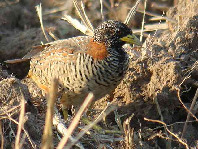 Barred Buttonquail / Birding2asia