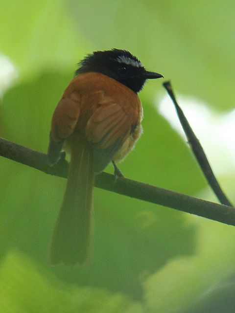 Black-and-cinnamon Fantail / Birding2asia