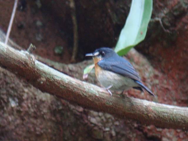 Cebu Flycatcher