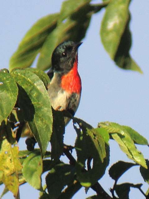 Fire-breasted Flowerpecker / Birding2asia