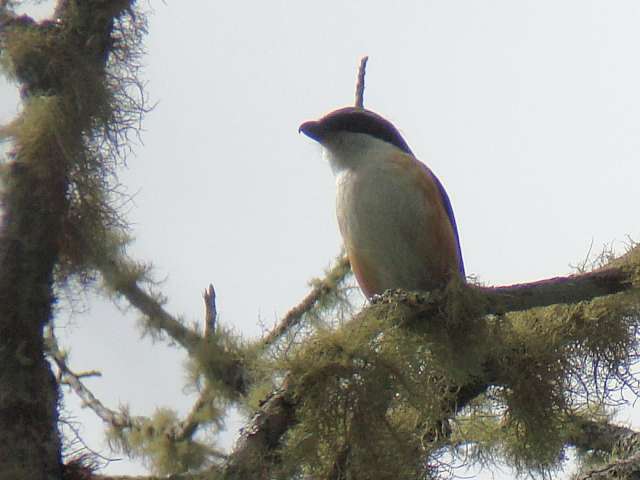 Mountain Shrike / Birding2asia