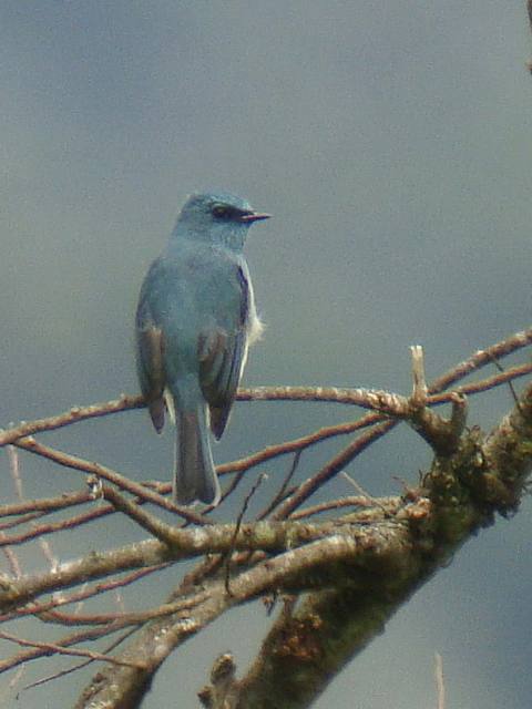 Mountain Verditer Flycatcher / Birding2asia