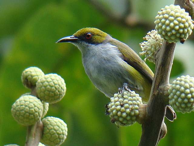 Olive-capped Flowerpecker / Birding2asia