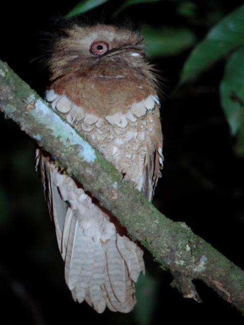 Philippine Frogmouth / Birding2asia