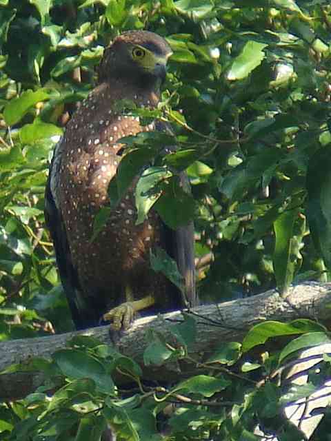 Philippine Serpent Eagle / Birding2asia