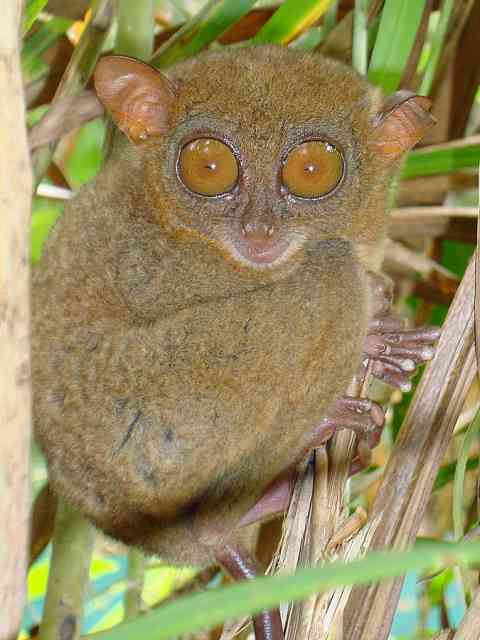 Philippine Tarsier / Birding2asia