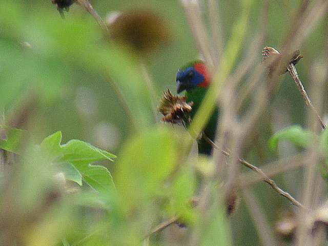 Red-eared Parrotfinch / Birding2asia