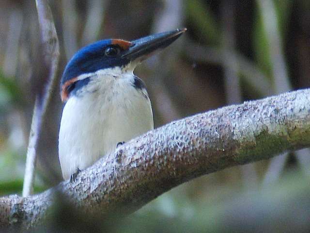 Rufous-lored Kingfisher / Birding2asia