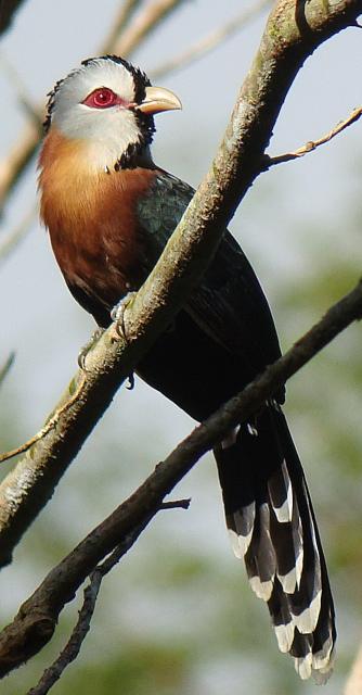 Scale-feathered Malkoha