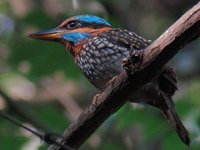 Spotted Wood Kingfisher / Birding2asia