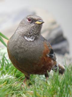 Alpine Accentor  Stijn De Win