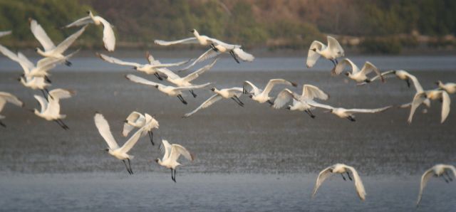 Black-faced Spoonbills  Stijn De Win