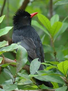 Black Bulbul  Stijn De Win