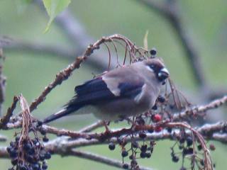 Brown Bullfinch  Stijn De Win