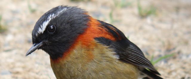 Collared Bush Robin  Stijn De Win