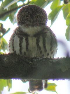 Collared Owlet  Stijn De Win