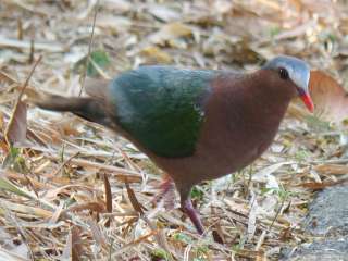 Emerald Dove  Stijn De Win