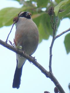 Grey-headed Bullfinch  Stijn De Win