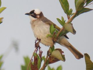 Light-vented Bulbul  Stijn De Win