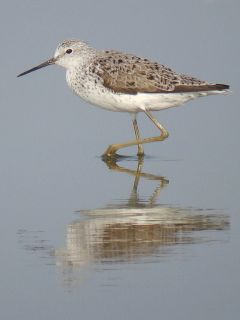 Marsh Sandpiper  Stijn De Win