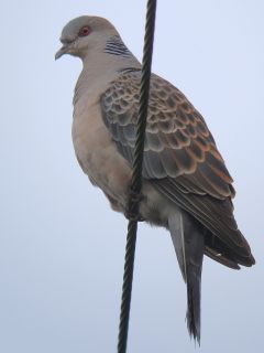 Oriental Turtle Dove  Stijn De Win