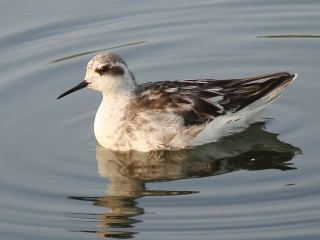 Red-necked Phalarope  Stijn De Win