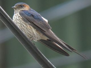 Striated Swallow  Stijn De Win