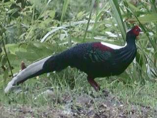 Swinhoe's Pheasant  Jean-Francois Bourhis