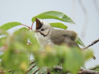 Taiwan Yuhina  Stijn De Win