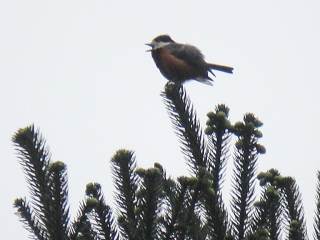 Varied Tit  Stijn De Win