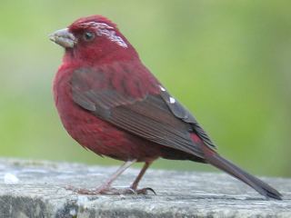 Vinaceous Rosefinch  Stijn De Win