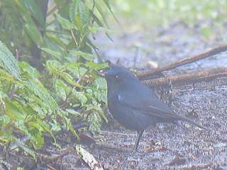 White-tailed Robin  Stijn De Win