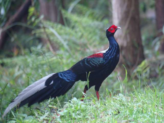 Swinhoe's Pheasant