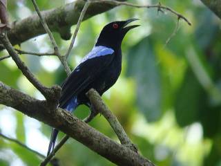 Asian Fairy Bluebird