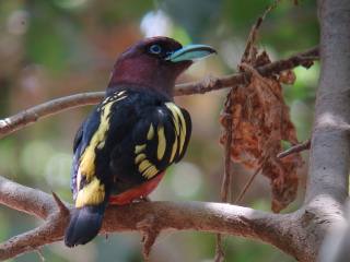 Banded Broadbill