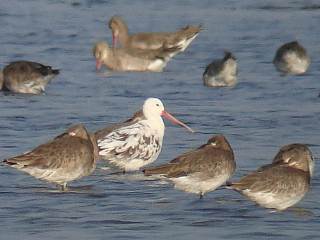 leucistic Black-tailed Godwit