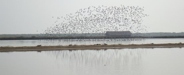 Black-tailed Godwits