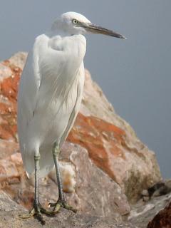 Chinese Egret