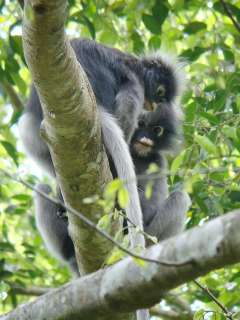 Dusky Langur