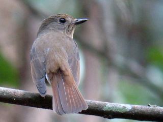 Fulvous-chested Jungle-Flycatcher