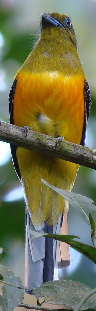 Orange-breasted Trogon