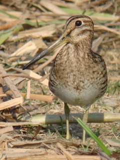 Pintail Snipe