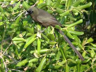 Racket-tailed Treepie