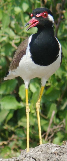 Red-wattled Lapwing