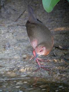 Ruddy-breasted Crake