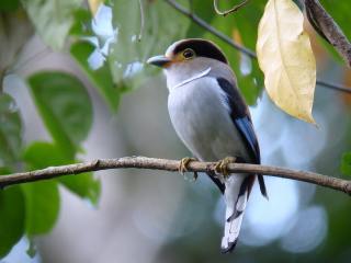 Silver-breasted Broadbill